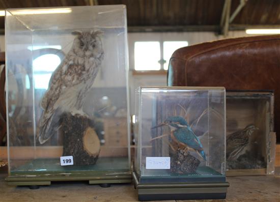 Long eared owl, kingfisher & a couple of quails in cases